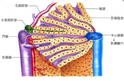 肝類洞壁