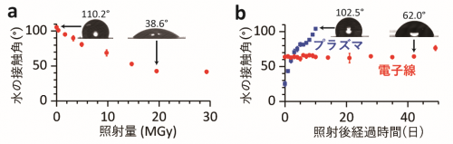 図1．電子線照射によってPDMSを親水化し、その度合いを制御することができました(a)。さらに、親水化の効果は非常に安定で、細胞培養環境下で1ヵ月以上も親水性が持続することが確認されました(b)。の画像