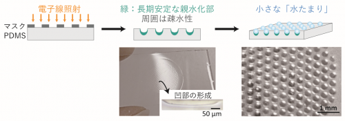 図2．マスクを使って電子線を照射するだけで、PDMSを微細加工すると同時に照射部分を親水化できます。照射されない部分は疎水性を保つため、親水性を持つ凹部に水が優先的に入り、中に留まることによって、水をかけるだけで自動的に「水たまり」ができます。の画像