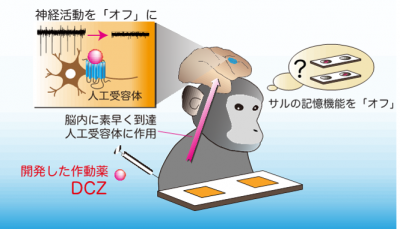 本研究の概要図