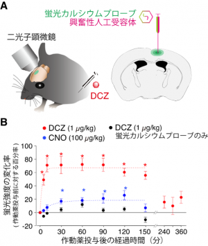 微量DCZ投与による素早い神経活動操作