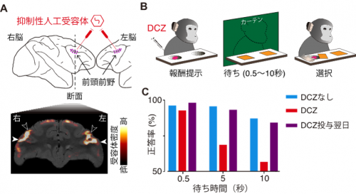 DCZを用いた前頭前野の神経活動操作による作業記憶の低下