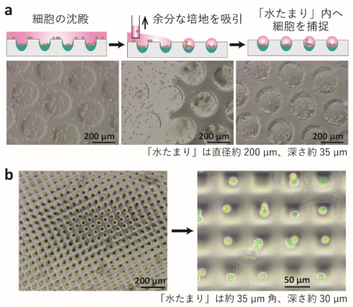 図3．細胞播種後、細胞が沈むのを待って余分な培地を吸い取るだけで、細胞は簡単に「水たまり」の内部に捕捉されます(a)。また、凹構造内外の細胞接着性の差を利用して、１細胞レベルで細胞を捕捉することにも成功しました(b)。の画像