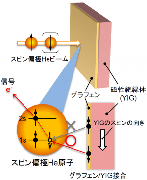 スピン偏極ヘリウム(He)原子ビームによるスピン検出の原理の画像