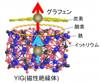 グラフェンとYIGの接合における電子スピン間の相互作用を示す概念図の画像