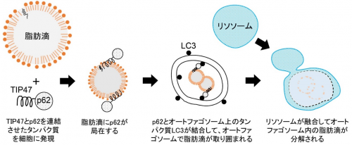 オートファジー受容体(p62)を用いた脂肪滴の選択的分解の画像