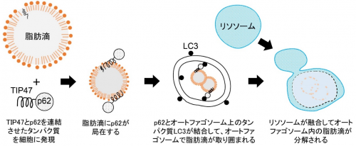 図1　オートファジー受容体(p62)を用いた脂肪滴の選択的分解の画像