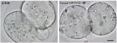 図2　Forcedリポファジー卵の脂肪滴の変化の画像