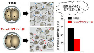 脂肪滴が減ると着床するまでの胚発育率が低下するの画像