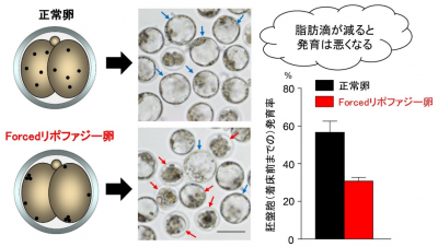 図3　脂肪滴が減ると着床するまでの胚発育率が低下するの画像