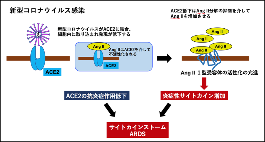 新型コロナウイルス感染症の病態とレニン-アンジオテンシン系、ACE2との関係