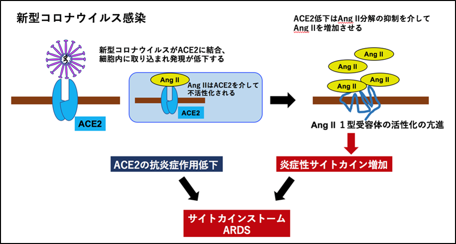 国際新型コロナ細胞治療研究会