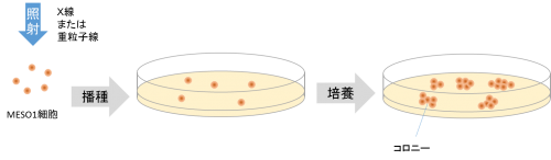 図1　コロニーアッセイの概要の画像