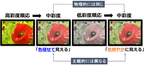 ​図1　彩度順応効果を利用した実験デザインの画像
