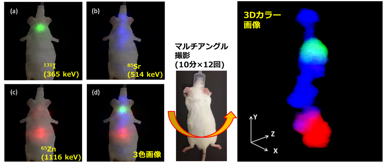 （図2）生体マウスに集積した各薬剤の2次元画像と3色合成画像及びマルチアングル撮影により取得した、3Dマルチカラーの画像