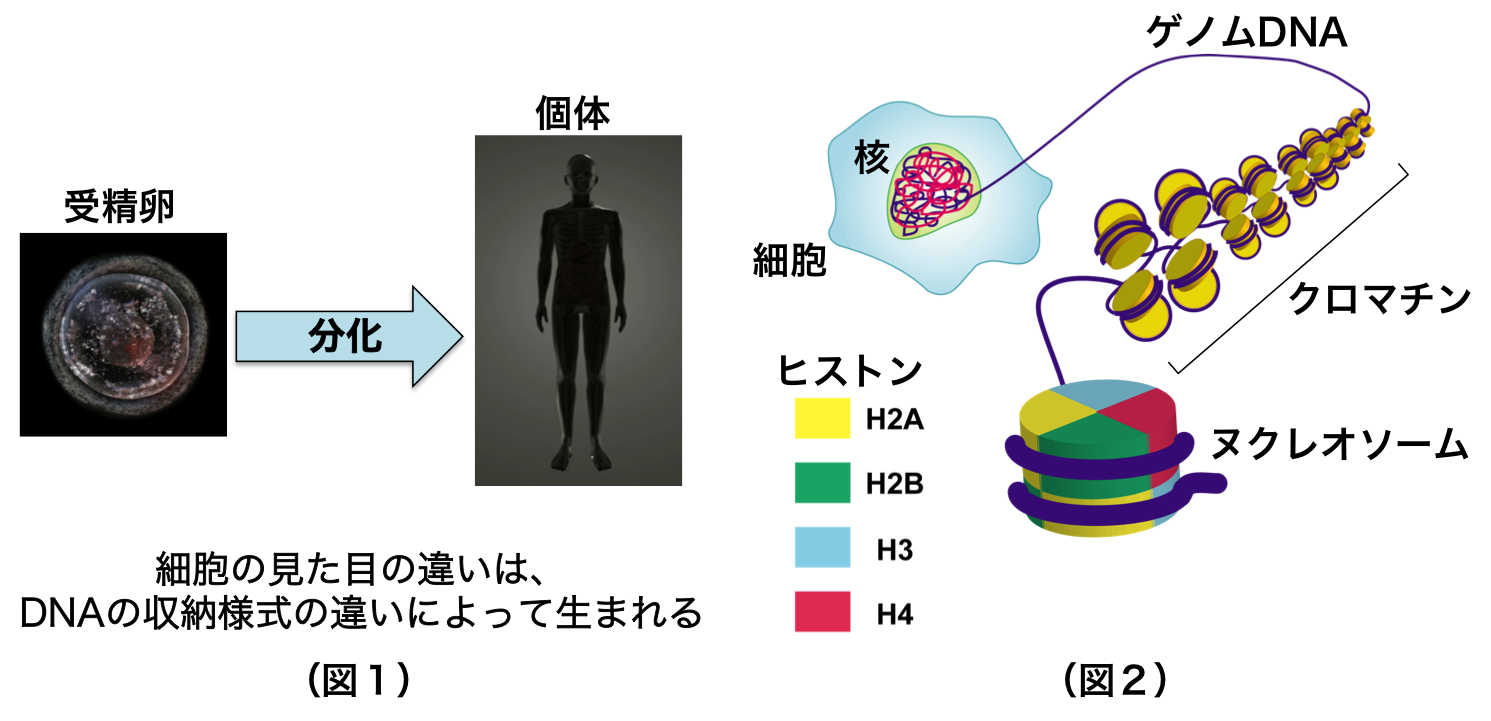 （図1）受精卵が様々な細胞に分化／（図2）幾重にも折りたたまれたDNAの構造体