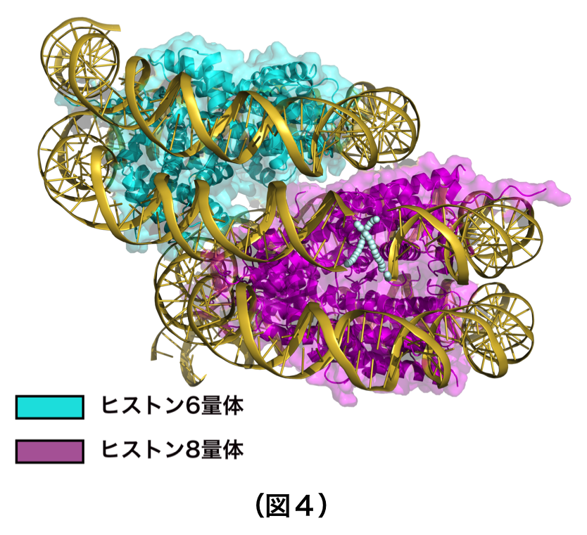 （図4）オーバーラッピングダイヌクレオソームの立体構造