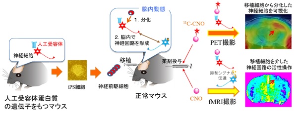 人工受容体を目印にしたiPS細胞由来神経前駆細胞から分化した神経細胞の脳内動態の画像化の画像