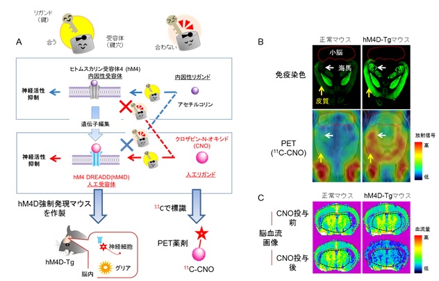 人工受容体の生体イメージングと機能操作の画像