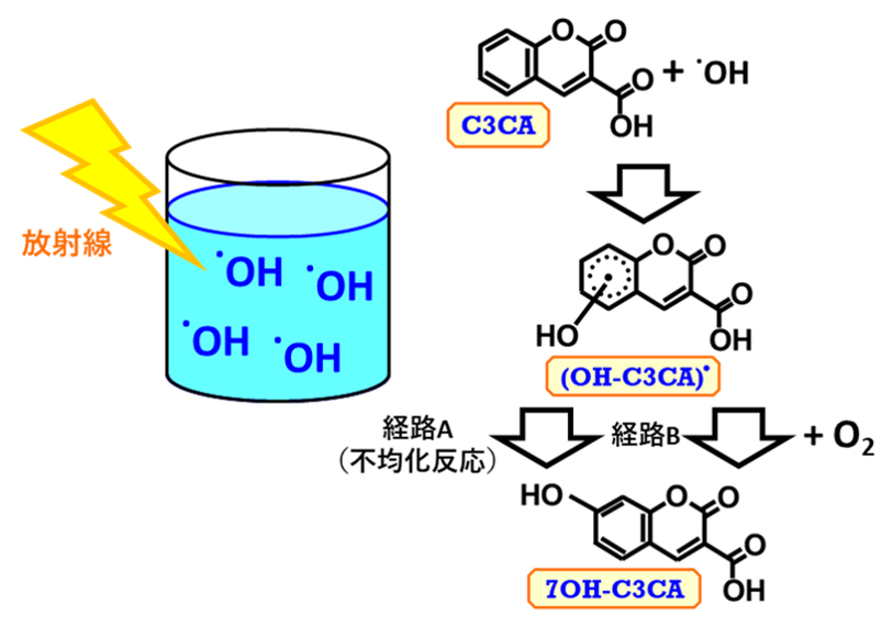  C3CAがOHラジカルを捕捉して蛍光性の7OH-C3CAが生成される経路