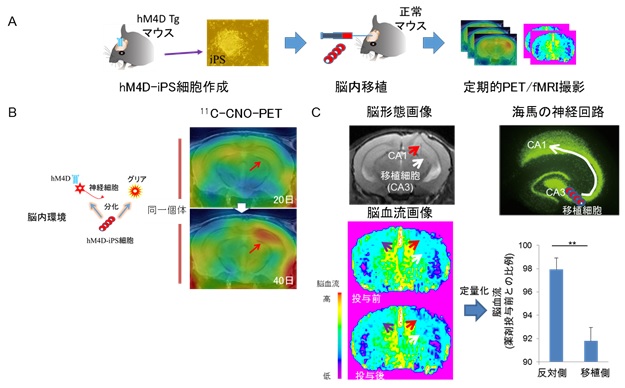 iPS細胞由来神経前駆細胞から分化した神経細胞の可視化の画像