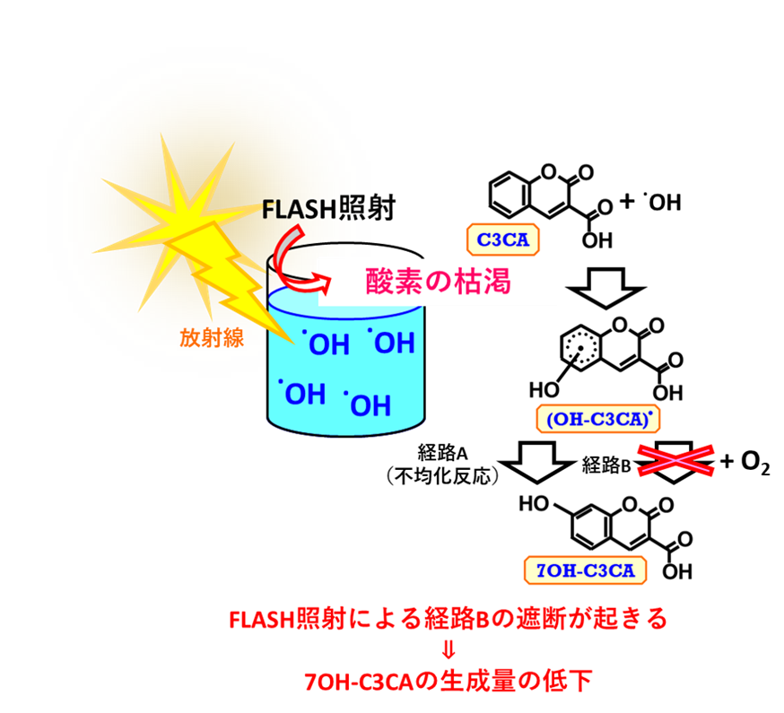 FLASH照射時に蛍光性の7OH-C3CAが生成される経路