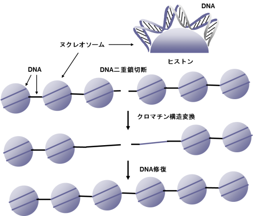 クロマチンレベルで見たDNA修復メカニズムの画像