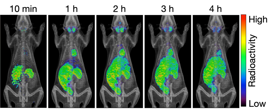 The distribution of Cs in a living animal visualized by PET imaging
