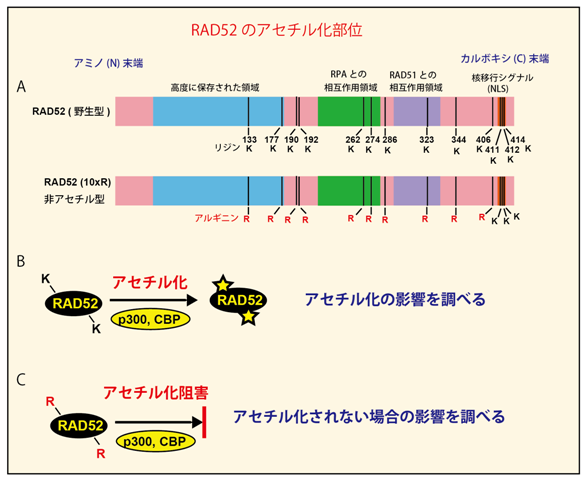 図2　RAD52のアセチル化修飾部位の同定とアセチル化修飾の影響を調べるための手法の画像