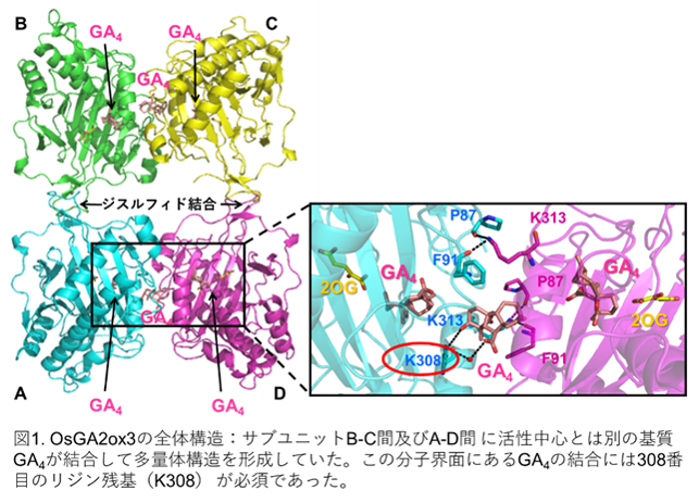 OsGA2ox3の全体構造