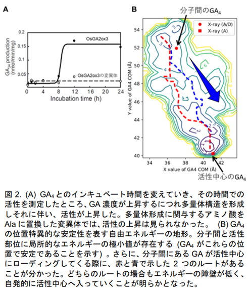 GA4とのインキュベート時間を変えていき、その時間での活性を測定