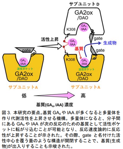 本研究の要点