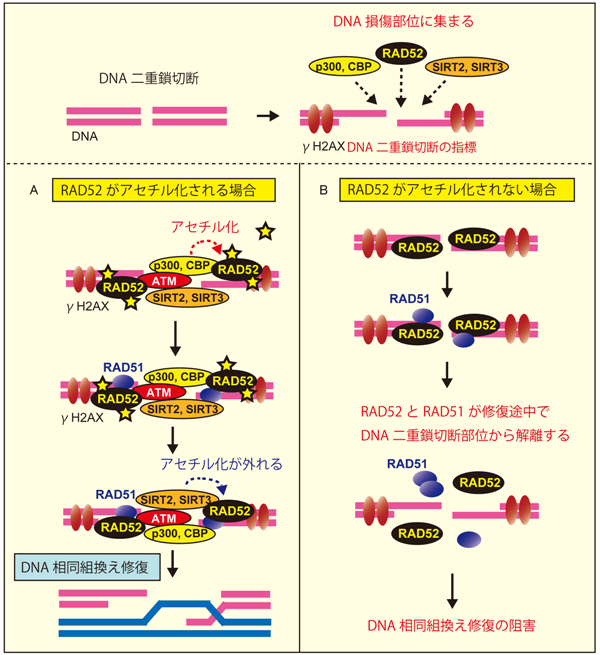 図3　RAD52のアセチル化修飾とDNA相同組換えのメカニズムの画像
