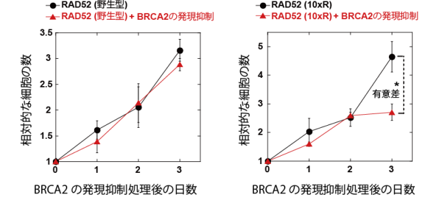 図4　RAD52のアセチル化阻害とBRCA2の発現抑制による細胞増殖阻害の画像