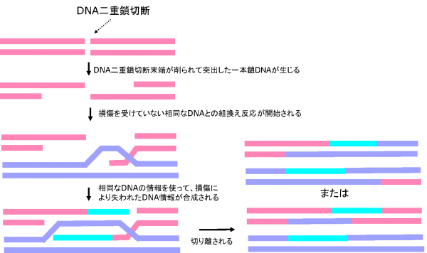 DNA相同組換によるDNA二重鎖切断の修復