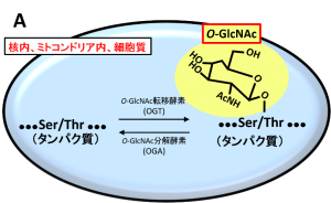 図2：O-GlcNAc修飾（A）の画像