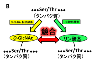 図2：リン酸化抑制効果（B）の画像