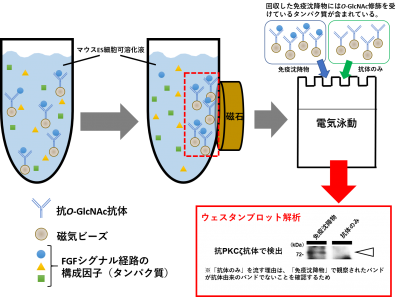 図4：抗O-GlcNAc抗体を用いた免疫沈降解析の画像