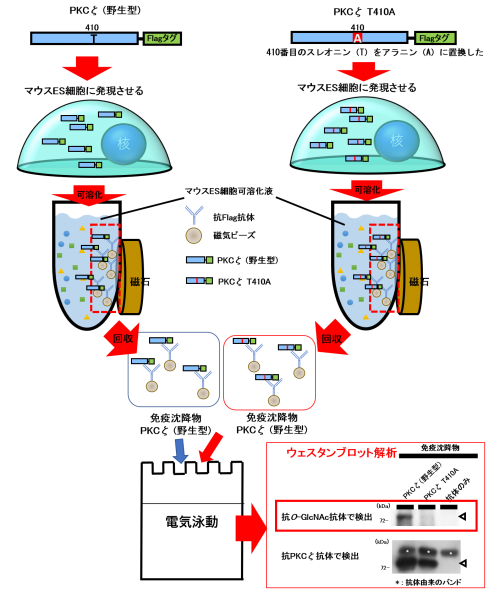 図5：免疫沈降解析によるPKCζのO-GlcNAc修飾部位の同定の画像
