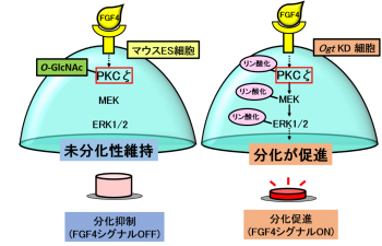 図6：O-GlcNAcによるFGF4シグナル抑制機構の画像