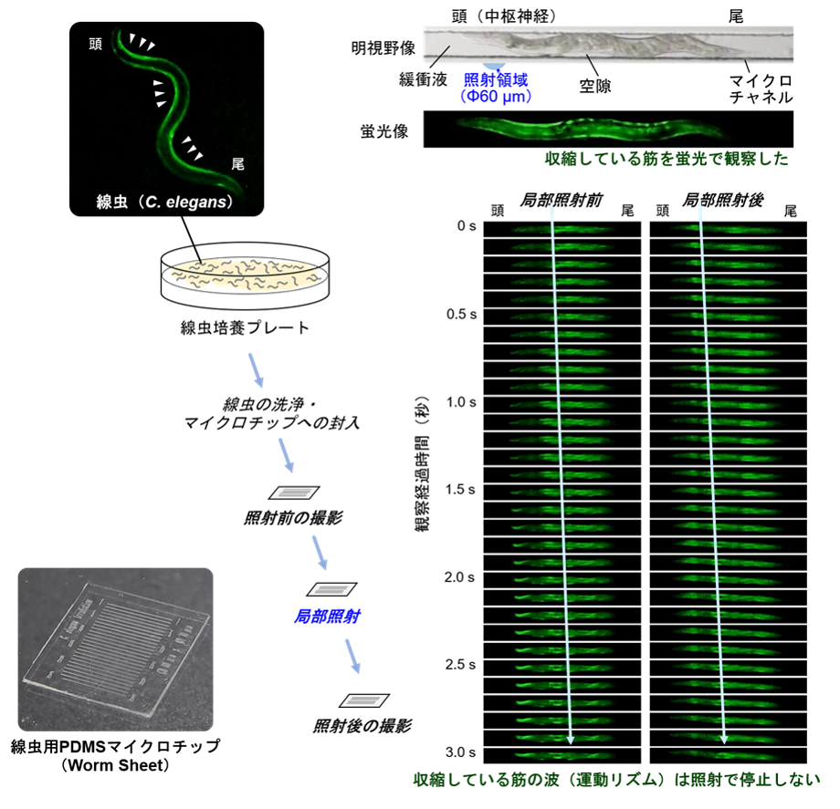 頭部マイクロビーム照射前後での線虫の体壁筋の活動の比較