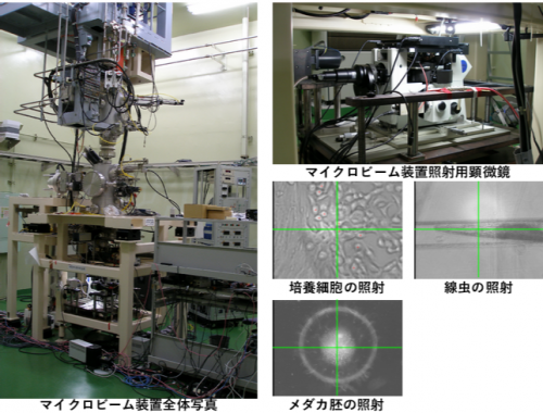 Heavy-ion Microbeam