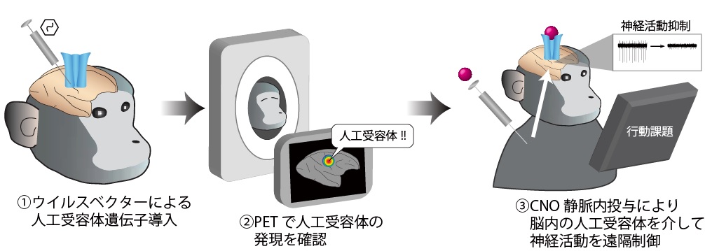 本研究により確立したPETモニタリングによるサル脳神経活動操作法解説図