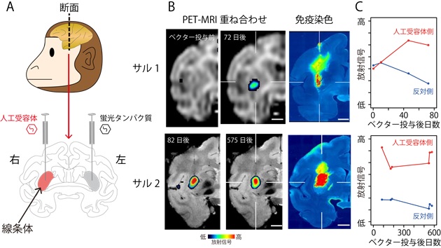 サルの脳内に発現した人工受容体のPETによるイメージングの結果