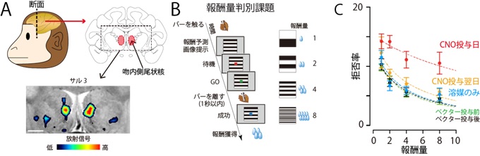 人工受容体を介した吻内側尾状核の抑制によるサルの価値判断行動の変化の結果