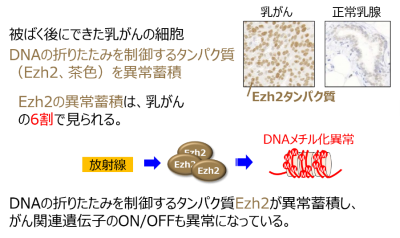 被ばく後にできた乳がんに見られる遺伝子変異を伴わないがん化の仕組みの画像