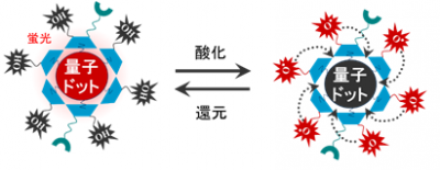 「酸化ストレス」を検出する世界初の量子センサーを開発
