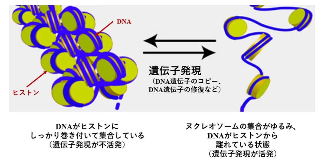 細胞核の中におけるDNAのふるまい