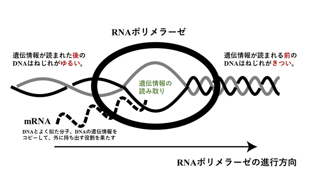 RNAポリメラーゼがDNA遺伝情報を読み取る際のDNAのねじれ状態