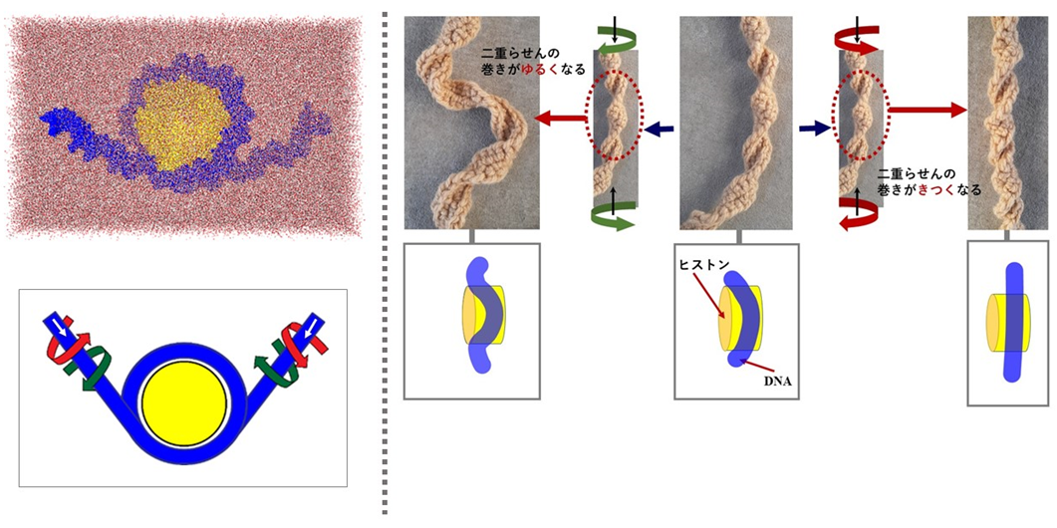 スーパーコンピュータを用いて構築したヌクレオソームとねじれの力